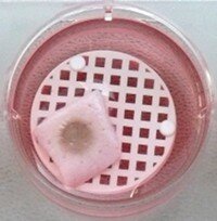 epiderme reconstruit
